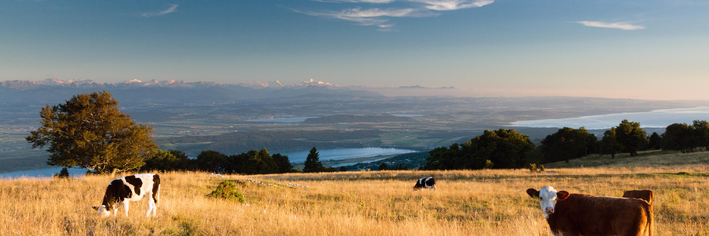 Guillaume Davot banner