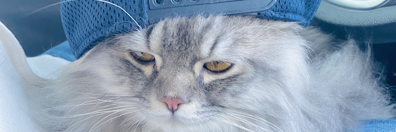 psntmnsy's profile banner image