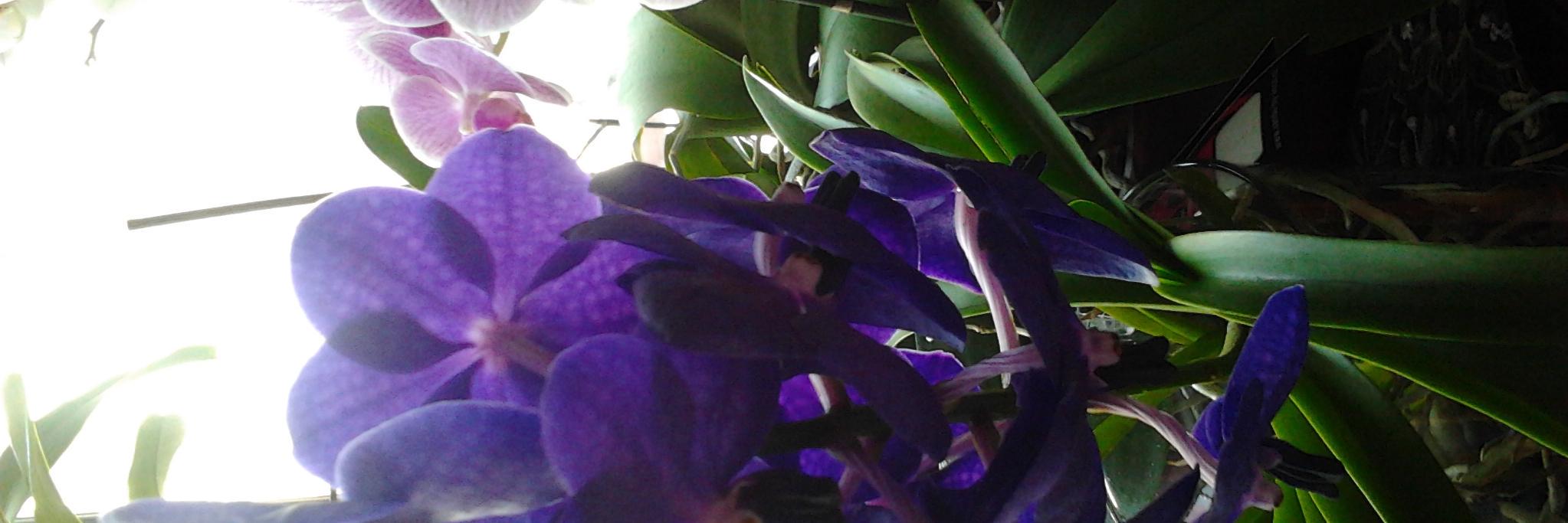 Elena Vázquez Cendón banner