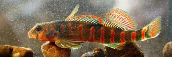 dnuckols77 Profile Banner