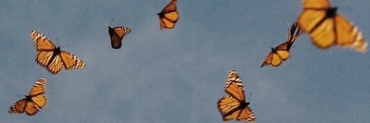 brizziomicaela's profile banner image