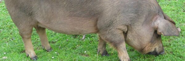 _monarca_ Profile Banner