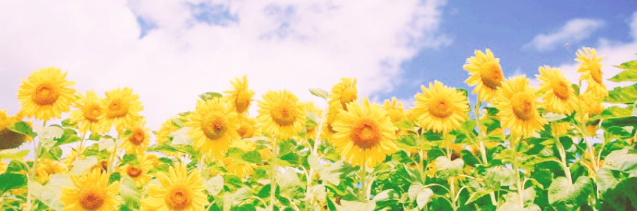 land_yoco's profile banner image