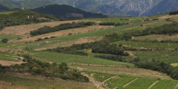 Vinous Solutions banner