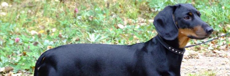 Sebastian heaver banner