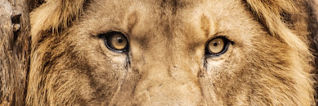 simba5532's profile banner image