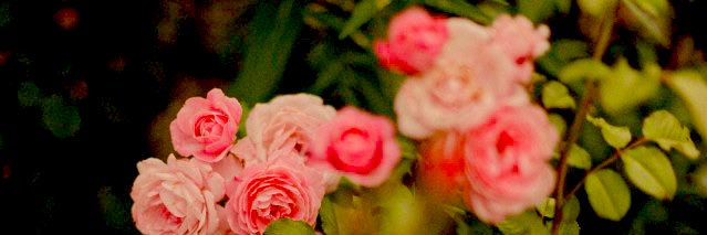 Panzadelazaña banner