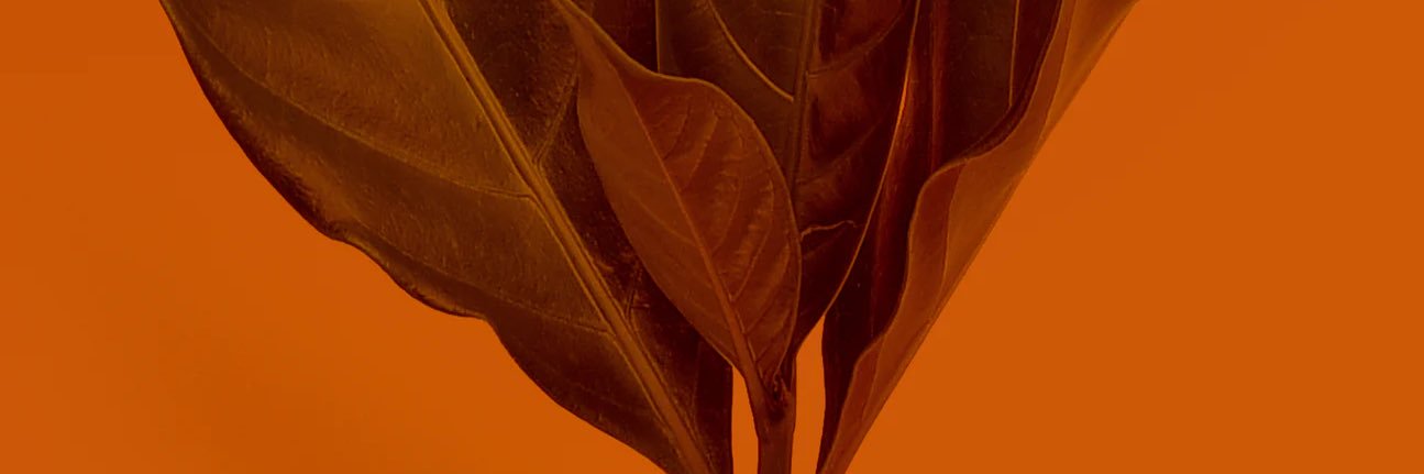 JazzyStaX's profile banner image