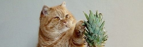 flapjackmemphis's profile banner image