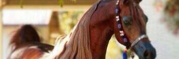 krt_sss's profile banner image