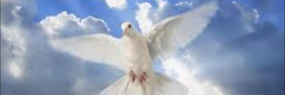herrera_salado's profile banner image