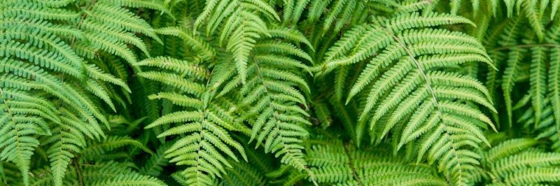 Andres Cepeda banner