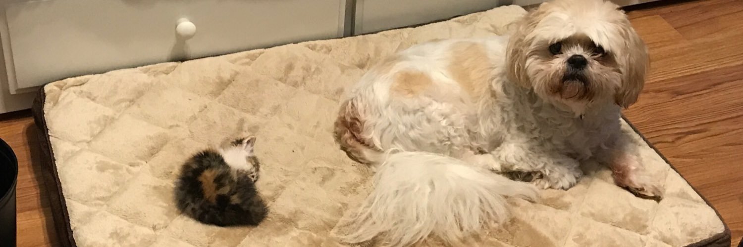 Shelbbbbbs's profile banner image