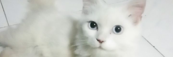 phunnaphat26's profile banner image