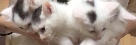 ninataaan's profile banner image