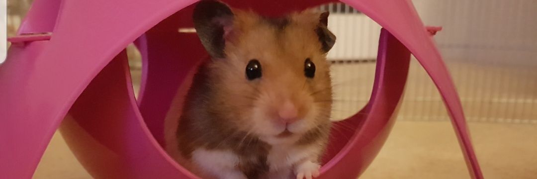 Samantha Draycott banner