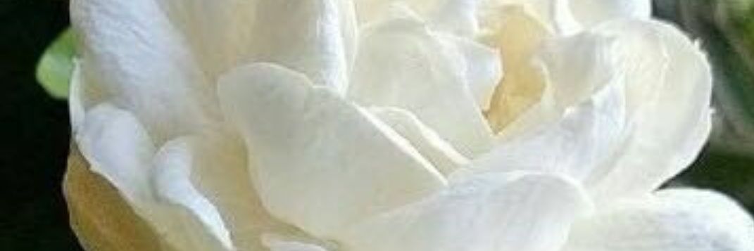 vikks303's profile banner image