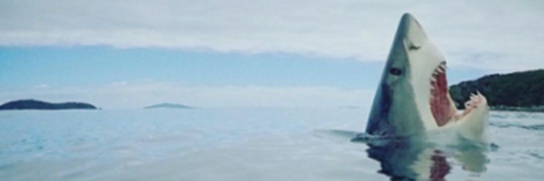 quin_fish's profile banner image