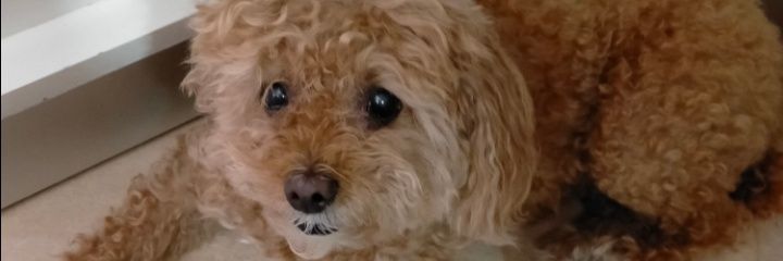 belbelitabel's profile banner image