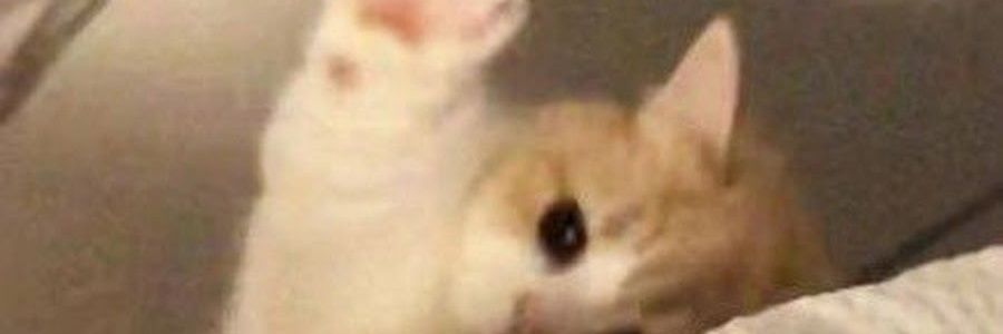 esusuboba's profile banner image