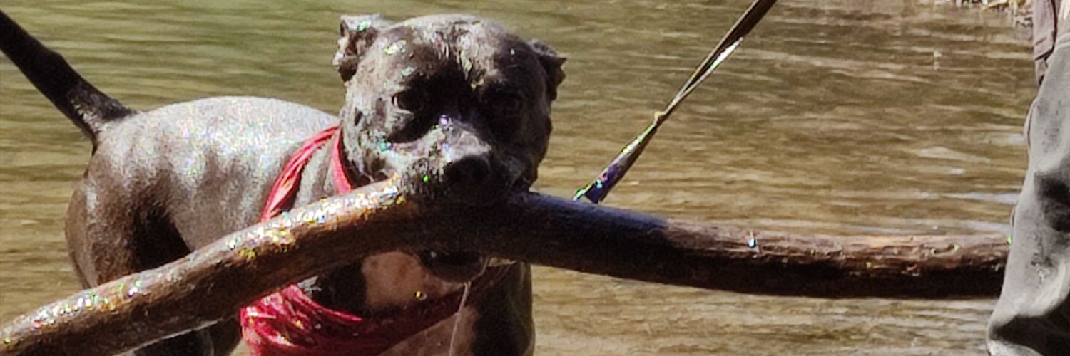 Ruebenmaster's profile banner image