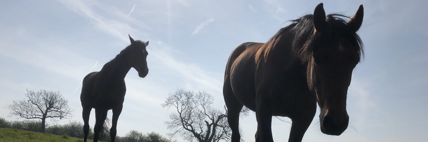 AilishElliott's profile banner image