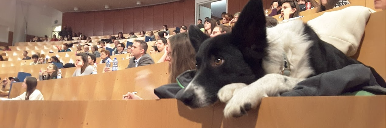 Family Dog Project banner