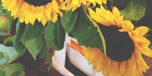 febrara's profile banner image