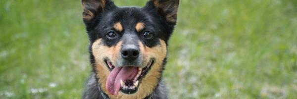 DawgTired Profile Banner