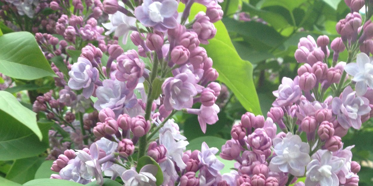 LindhMalene's profile banner image