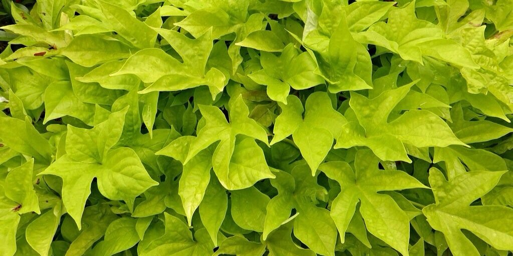 GreenINFOit's profile banner image