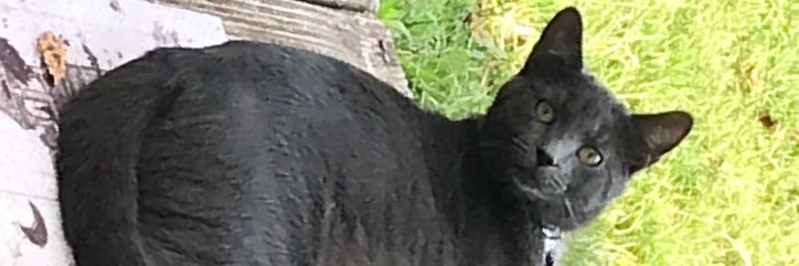 Mike Luttrell banner