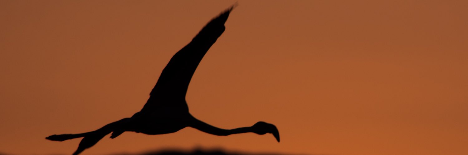 Salva1561's profile banner image