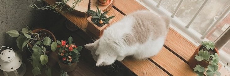 eihaerin's profile banner image
