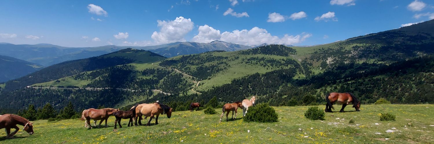 Pau Puigdevall (paupuigdevall@bsky.social) banner