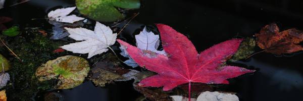 Maureen Profile Banner