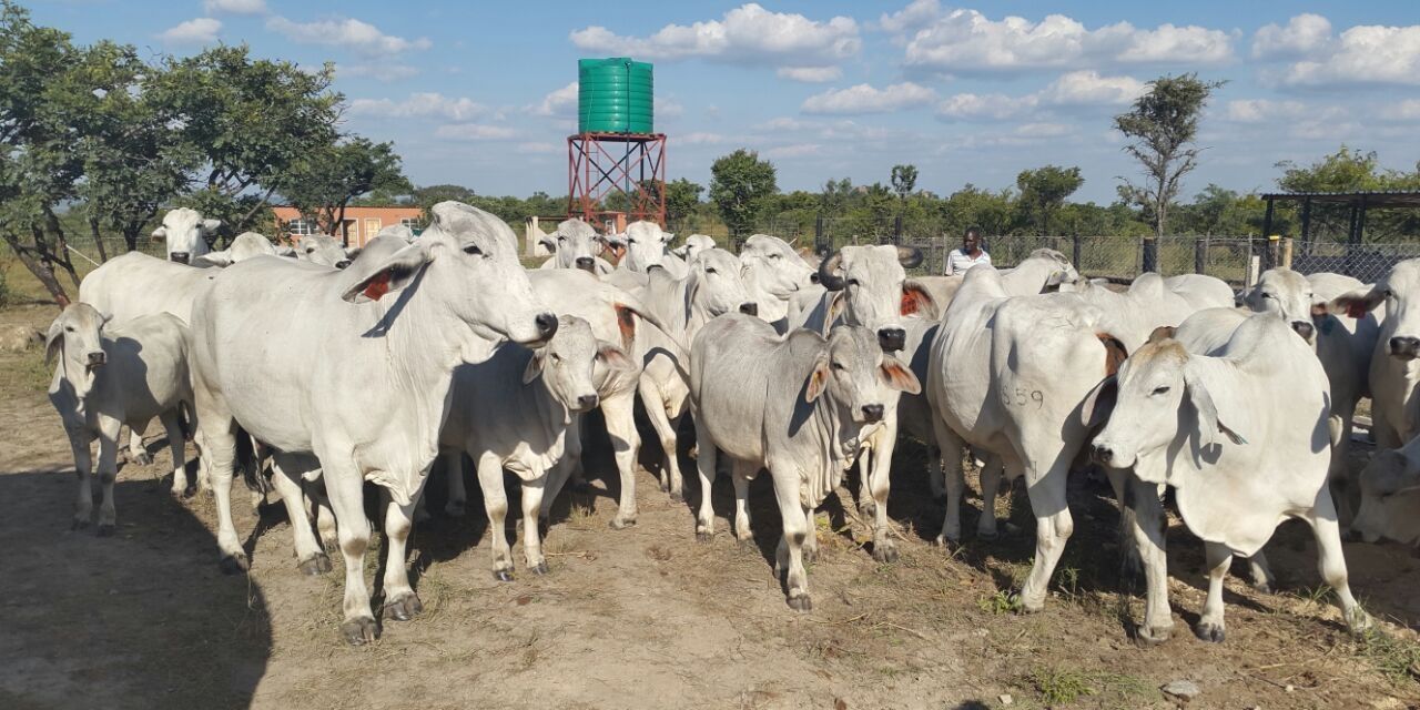 LENIN NDEBELE banner