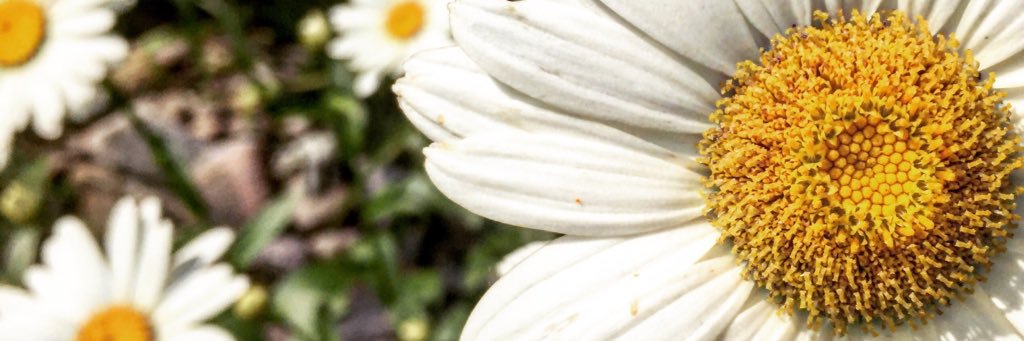 sunnnfloweeer's profile banner image