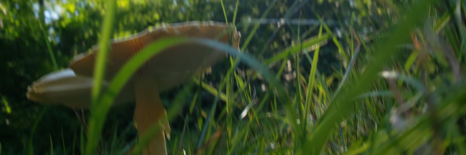 Scazflut's profile banner image