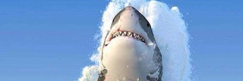 arie kraaijeveld banner