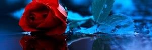 Blue_Roses3's profile banner image