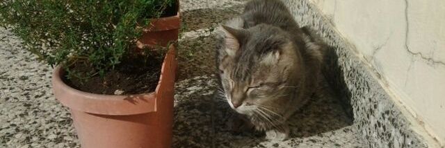 CastellaniVicky's profile banner image