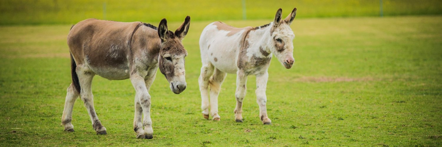 IvyDonkeys's profile banner image