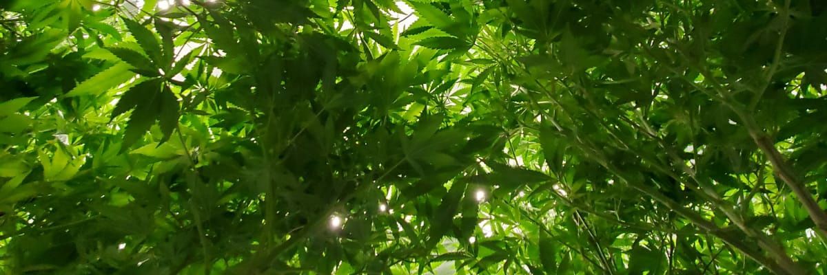 brunaltai's profile banner image