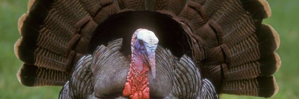 Meleagris Gallopavo jr banner