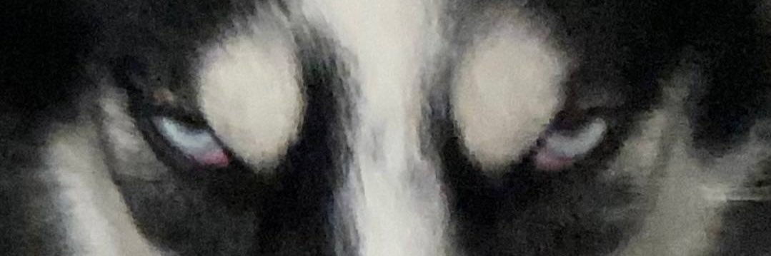 salsapaf's profile banner image