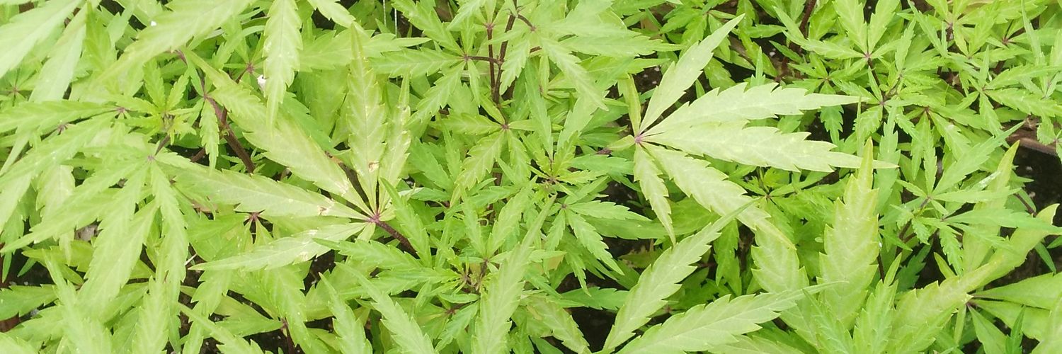Solo_Weed's profile banner image