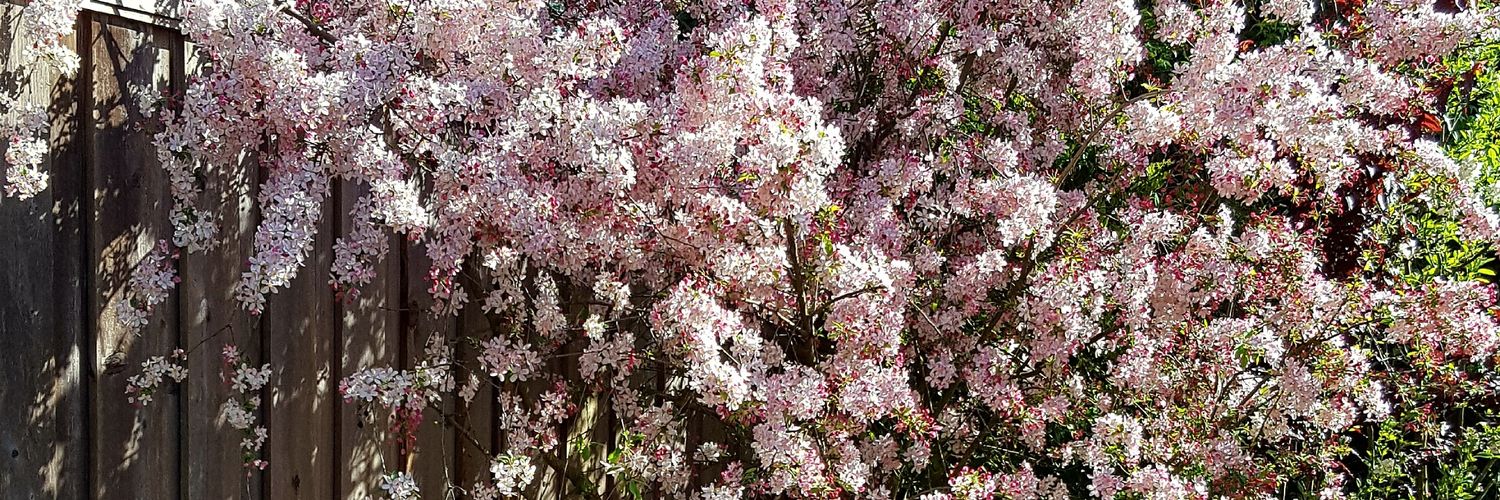 Pam Rasmussen banner