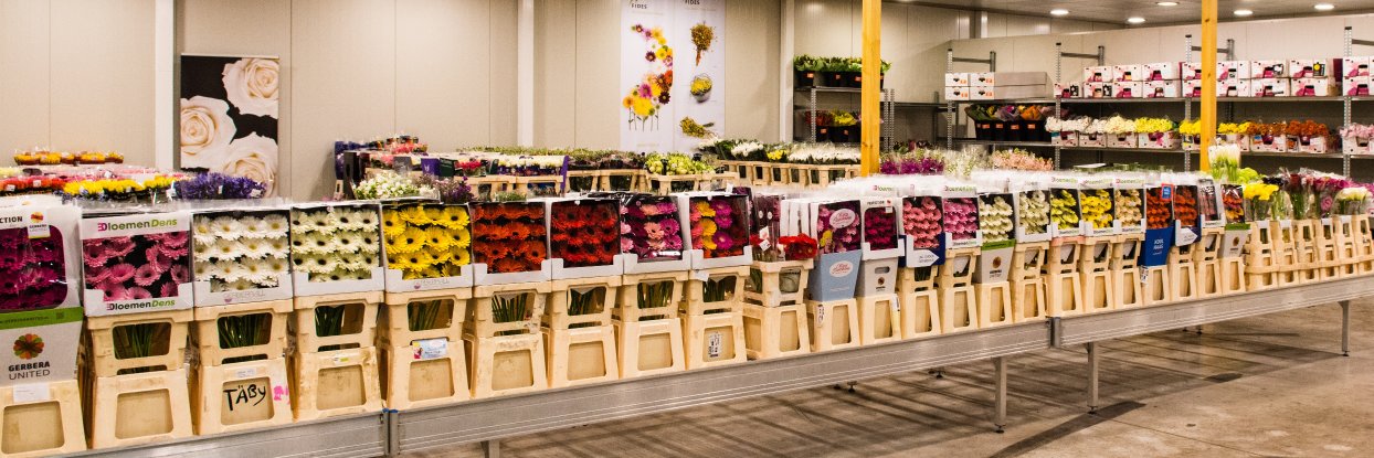 Flowervision Lancashire banner