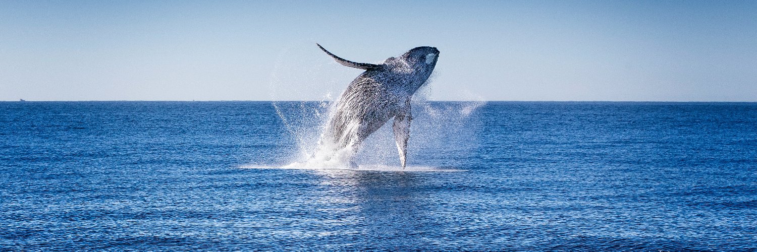 CAP Ocean 🌅 banner